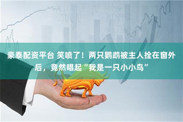 豪泰配资平台 笑喷了！两只鹦鹉被主人拴在窗外后，竟然唱起“我是一只小小鸟”
